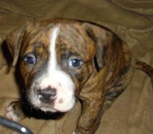 AmericanPitBullPuppiesforSale